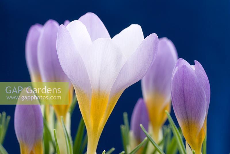 Crocus sieberi 'Firefly'