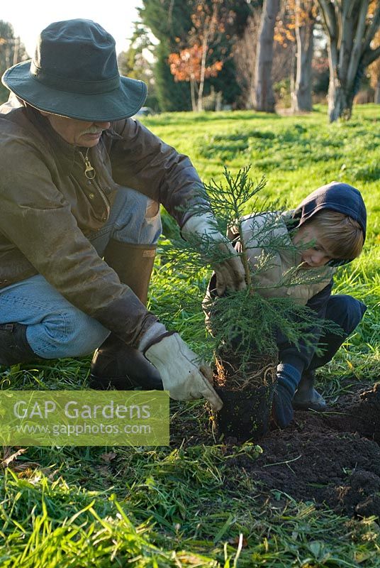 Grand-père et petit-fils plantant un arbre ensemble