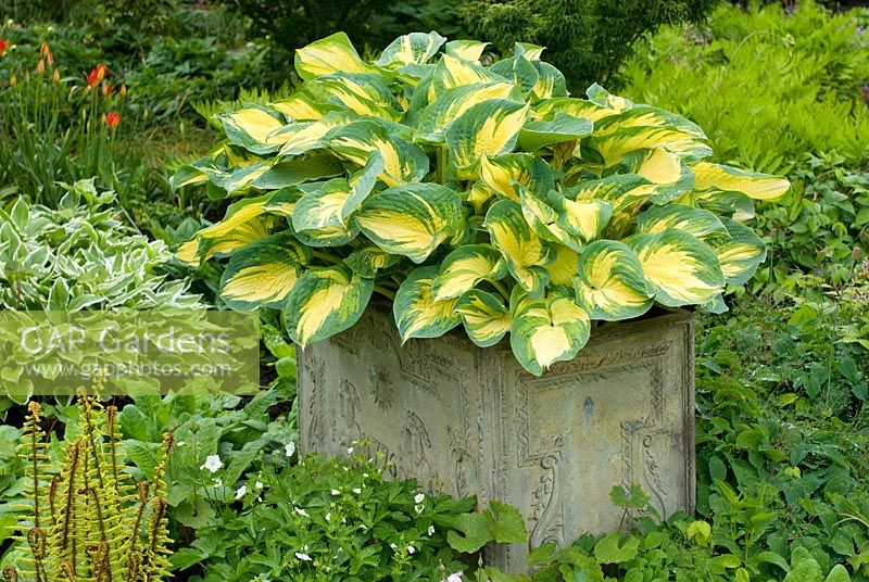 Hosta 'Great Expectations' en pot avec d'autres plantes vivaces couvre-sol plantées à la base, notamment des fougères, des hostas, des épimédiums, des géraniums et des primevères