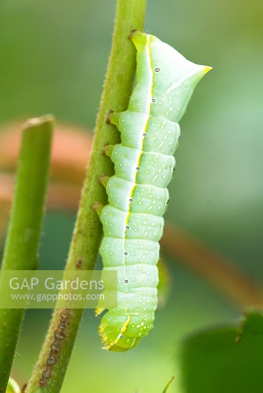 Amphipyra pyramidoides - Grande chenille d'aile en cuivre vert sur tige de rose