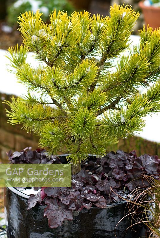 Pinus mugo 'Winter Gold' sous-planté d'Heuchera 'Obsidian' en pot dans la neige