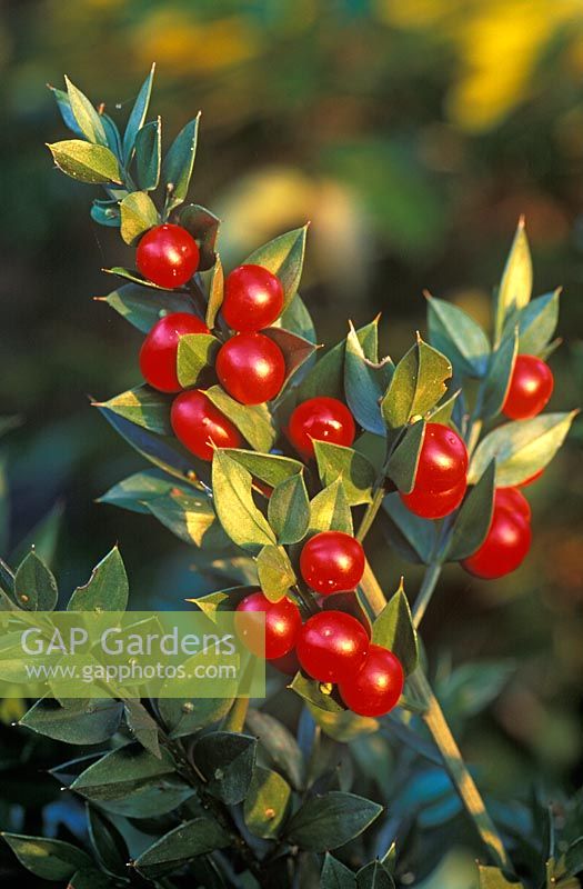 Ruscus 'Aculeatus Sparkles' - Boîte Holly