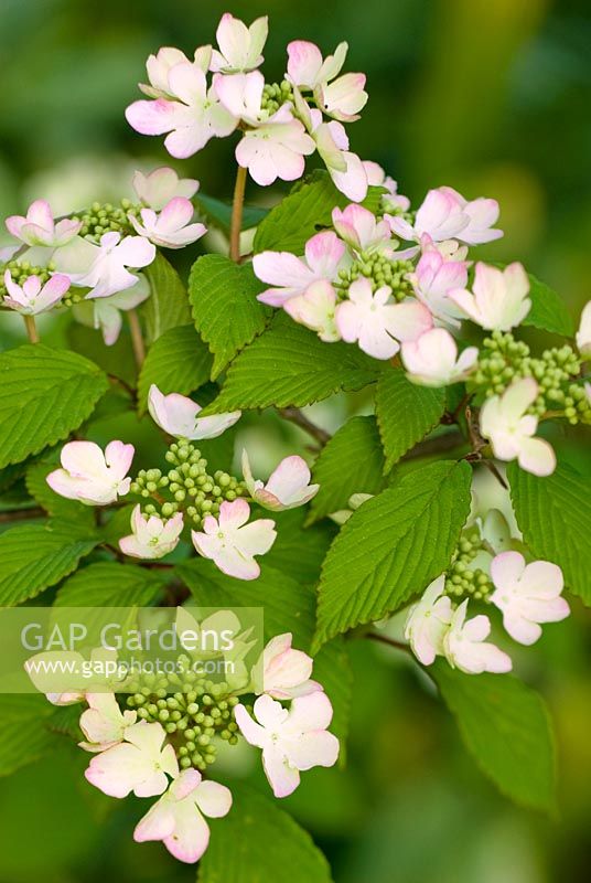 Viburnum plicatum f. tomentosum 'Pink Beauty'