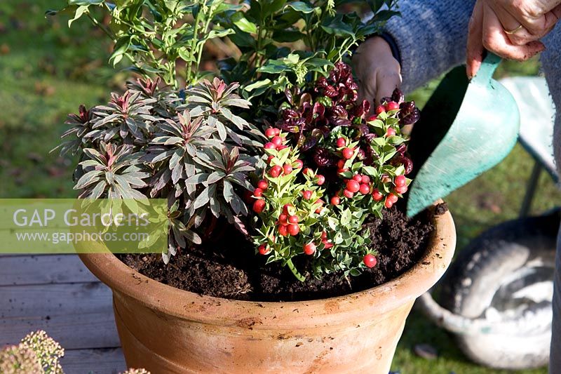 Planter un pot d'automne mixte avec Ruscus et autres arbustes