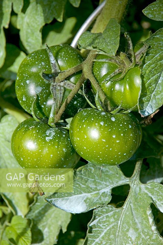 Tomates saupoudrées de préventif contre le mildiou du cuivre