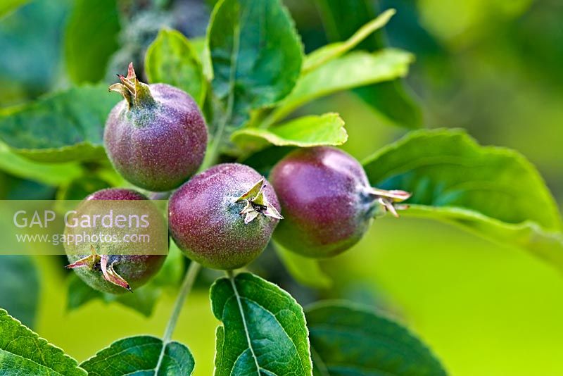 Malus 'George Cave' - Pommes immatures