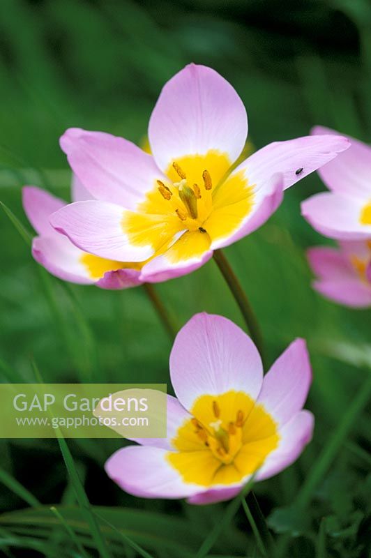 Tulipa saxatils Bakeri Group 'Lilac Wonder'