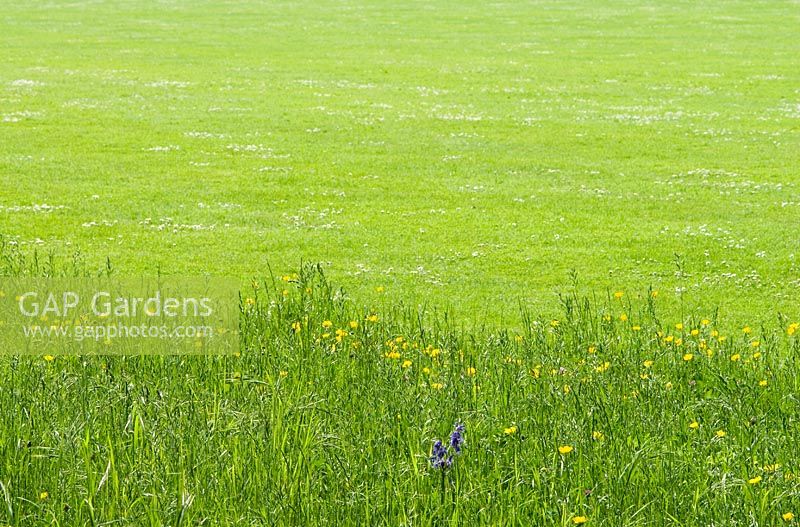 Longue prairie avec jacinthes des bois - Hyacinthoides non-scripta et renoncules - Ranunculus repens contrastant avec une pelouse fauchée début mai