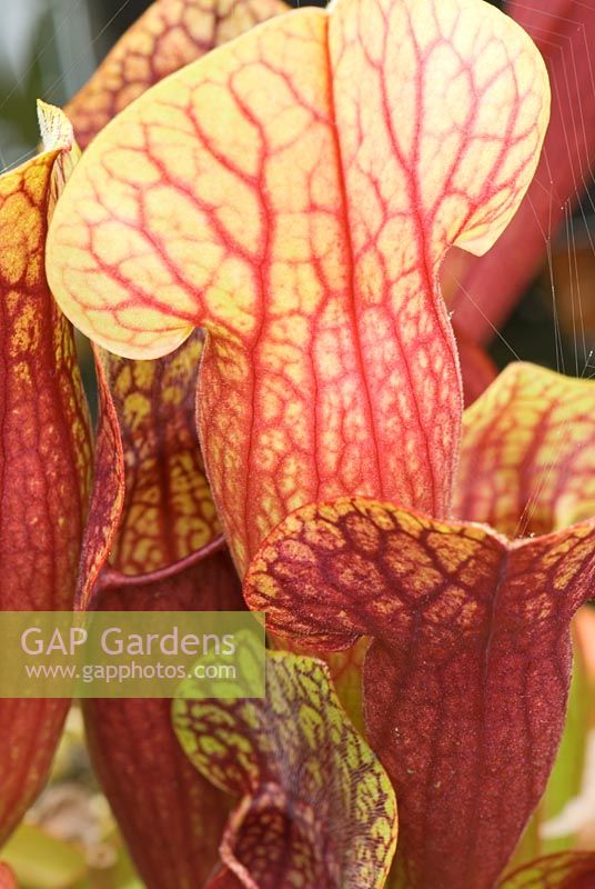 Sarracenia x catesbyi - Forme courte de la cruche nord-américaine à veines rouge foncé chez Hewitt-Cooper Carnivorous Plants, dans le Somerset