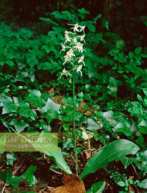 Platanthera chlorantha - Grande orchidée papillon