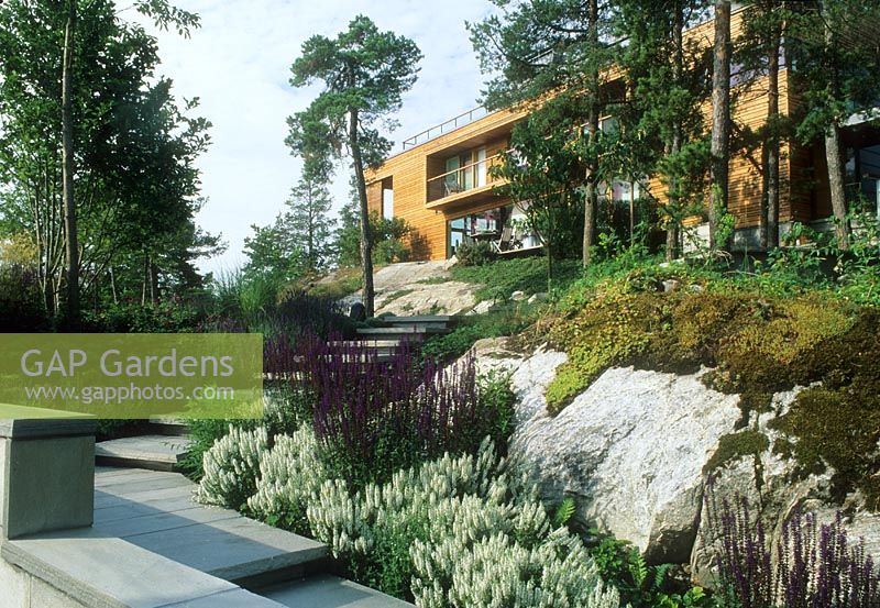 Jardin de campagne minimaliste contemporain avec affleurement rocheux et Salvia. Maison au sommet d'une colline - Villa Solberget, Stocksund, Suède