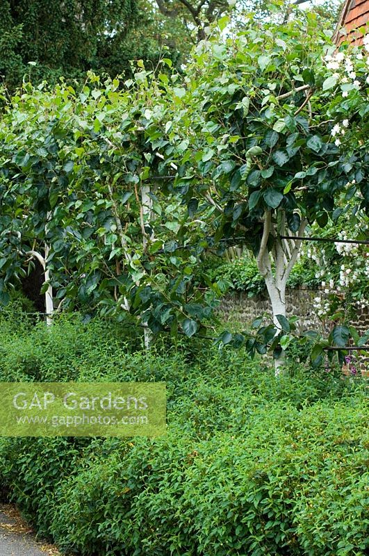 Haie de cistes basses surmontée de bétula plêchés - Tilford Cottage, Surrey