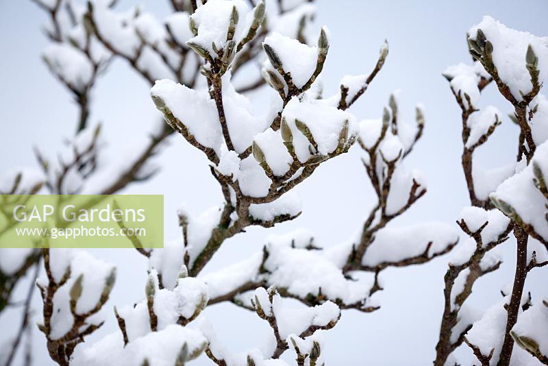 Magnolia soulangiana - Brozzonii Magnolia arbre avec des bourgeons recouverts de neige après la tempête de neige
