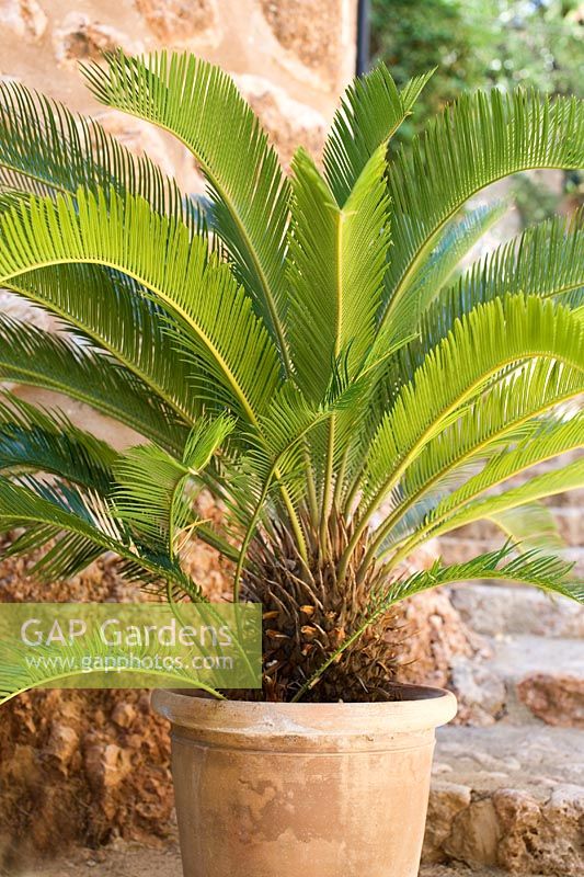 Cycas revoluta - Palmier sagou en pot en terre cuite dans un jardin méditerranéen