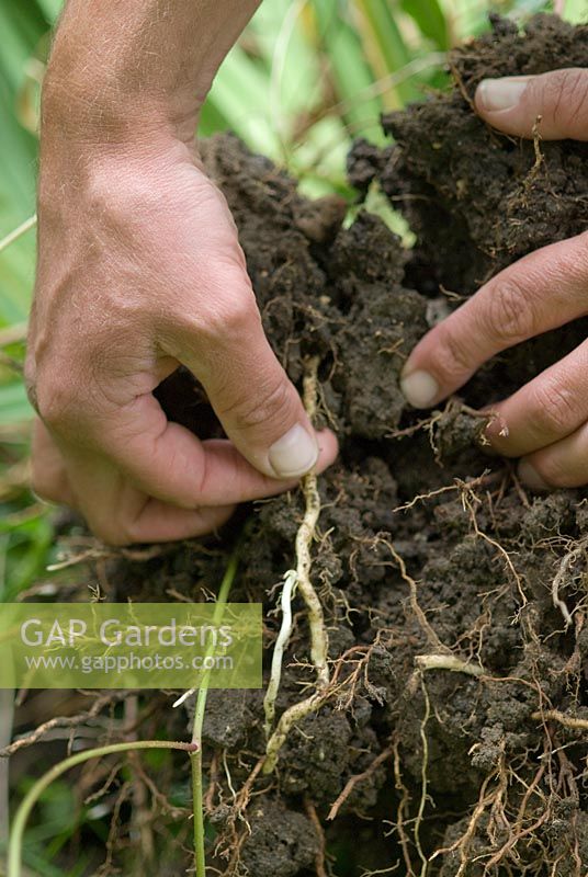 Éliminer les racines de l'herbe de canapé