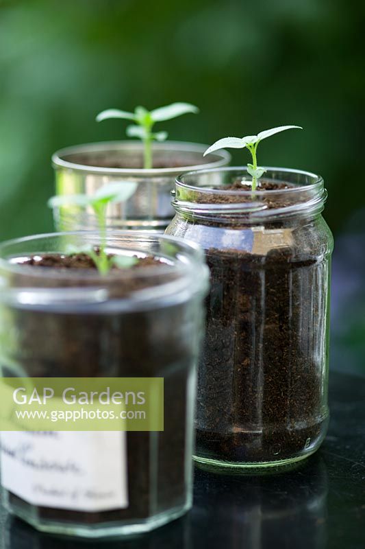 Antirrhinum majus - Plants Snapdragon en pots de confiture et boîte de conserve utilisés comme pots de plantes