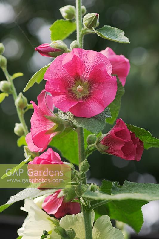 Alcea rosea - Rose trémière