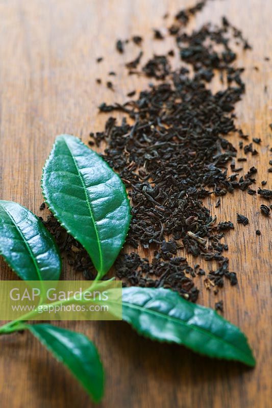 Camellia sinensis - Théier. Les deux premières feuilles de branche, qui sont les deux feuilles utilisées pour faire du thé.