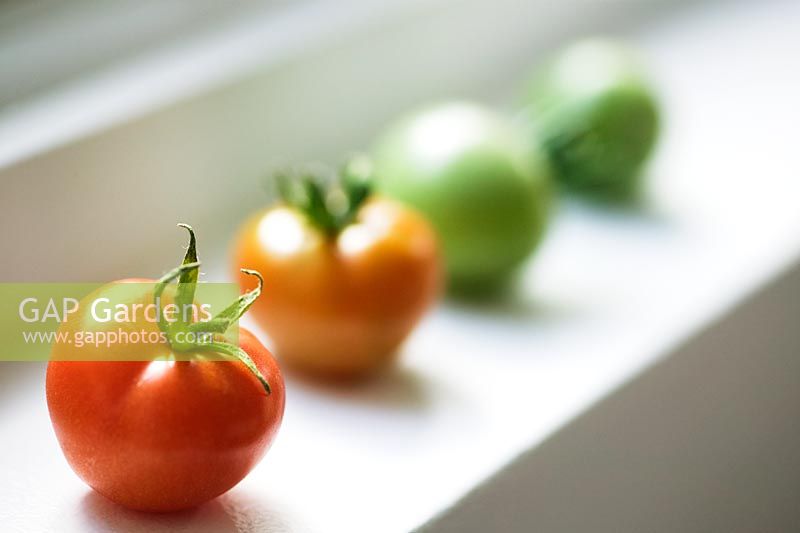 Tomates cultivées sur le rebord de la fenêtre