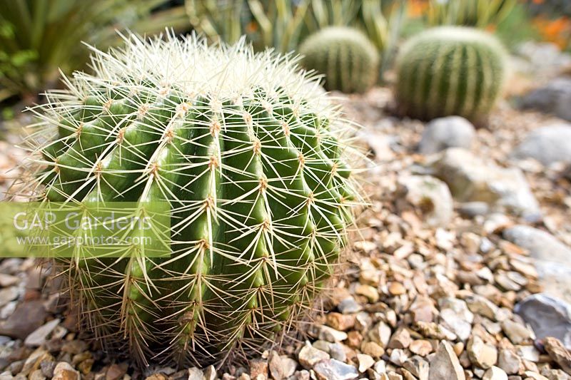 Echinocactus Grusonii - Golden Barrel Cactus dans un jardin du désert britannique