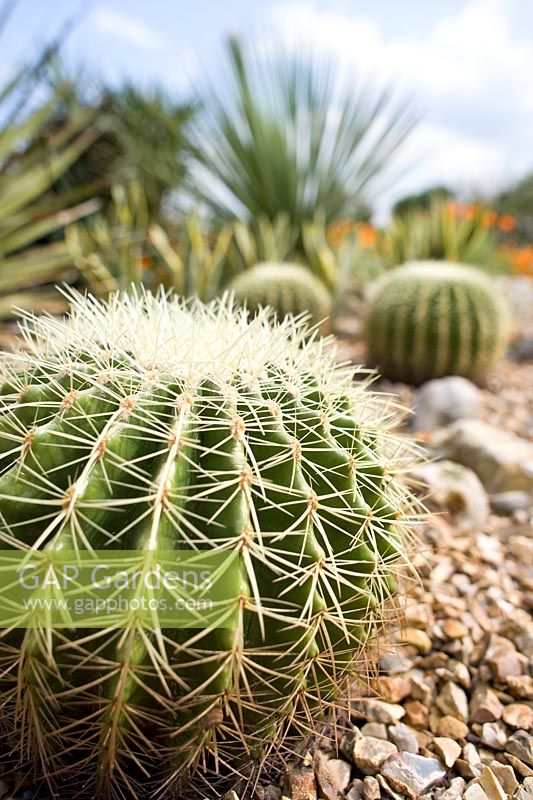 Echinocactus Grusonii - Golden Barrel Cactus dans un jardin du désert britannique