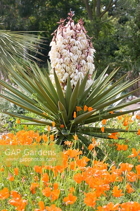 Yucca treculeana - Une floraison de Yucca au-dessus d'Eschscholzia Californica - Coquelicots californiens
