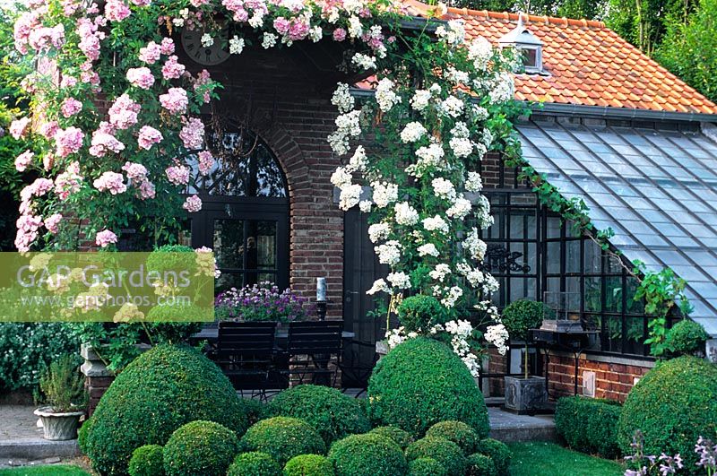 Un jardin à la française avec une rose errante, un topiaire et une serre attenante à la maison