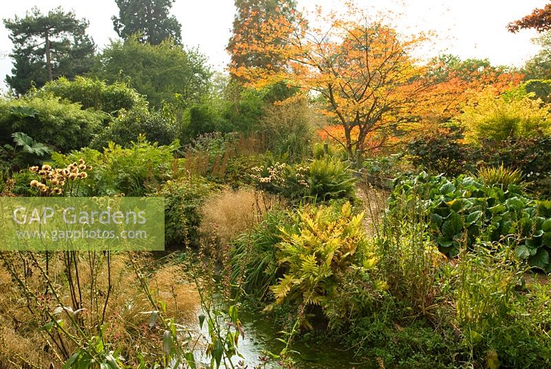 Jardin marécageux en automne avec Onoclea sensibilis, Lobelia, Deschampsia, Ligularia, Bergenia et fougères