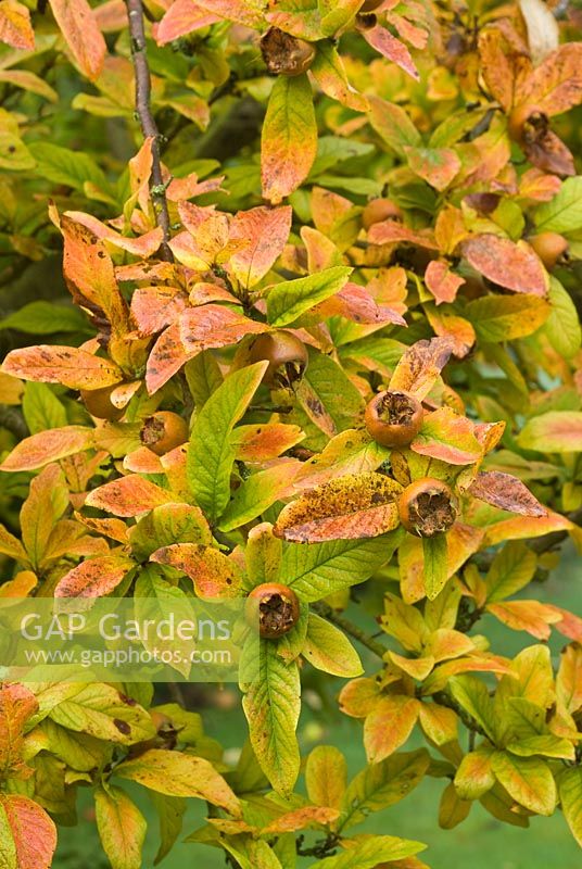 Mespilus germanica - Fruits et couleur d'automne