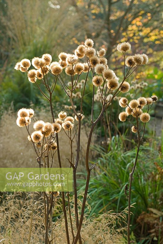 Ligularia japonica - Séchage de têtes de graines de fleurs en molleton japonais