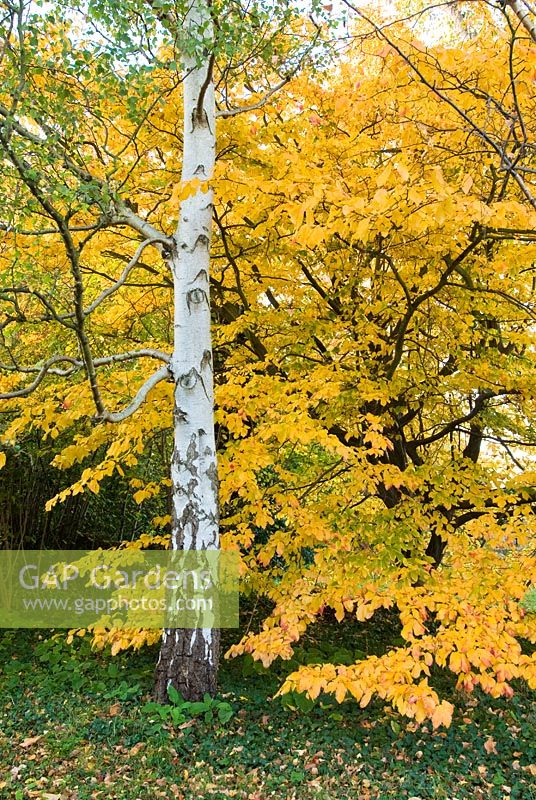Betula pendula et Parrotia persica - Bouleau verruqueux et bois de fer persan en automne