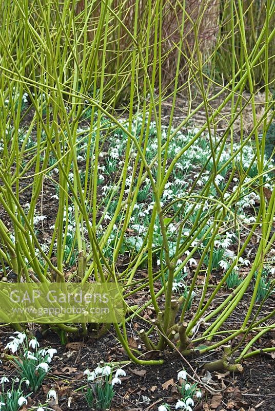 Cornus sericea 'Flaviramea' parmi Galanthus nivalis 'Flore Pleno' dans le jardin d'hiver