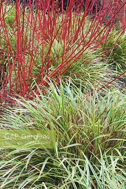 Carex morrowii 'Fisher's Form' sous les tiges rouges de Cornus alba 'Sibirica'