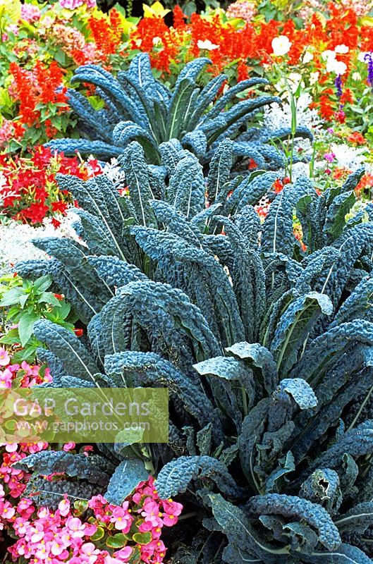 Brassica oleracea 'Nero Di Toscana'