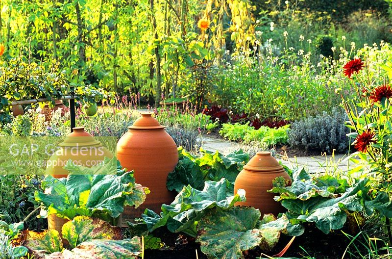 Jardin potager avec des foreurs traditionnels de rhubarbe en terre cuite
