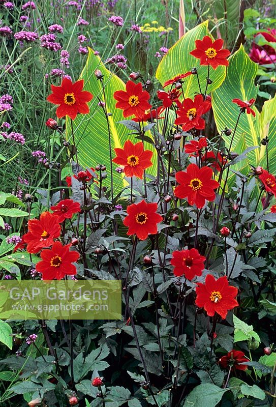 Dahlia 'Tally Ho' avec Canna et Verbena Bonariensis en parterre de fleurs subtropical - Merriments Garden Sussex