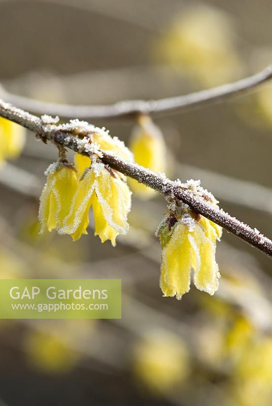 Forsythia giraldiana avec gel en février - Le premier forsythia à fleurir