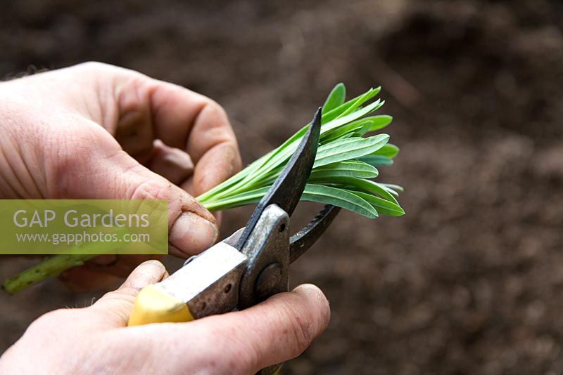Prendre des boutures d'Euphorbia - Couper les feuilles pour arrêter la perte excessive d'eau