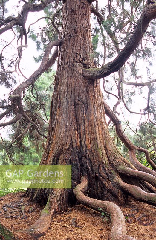 Sequoiadendron giganteum - Racines exposées