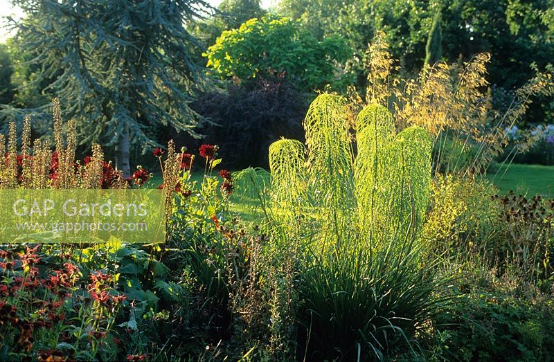 Helianthus salicifolius en parterre de fleurs avec monarda, Dahlia et Stipa gigantea en juillet