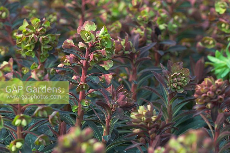 Euphorbia 'Blackbird' avec de nouvelles fleurs émergentes