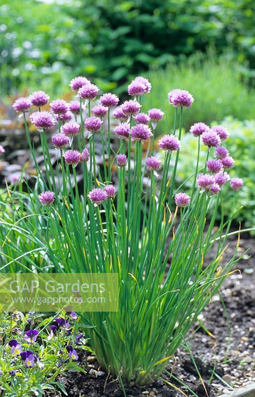 Allium schoenoprasum - Ciboulette dans un jardin d'herbes aromatiques