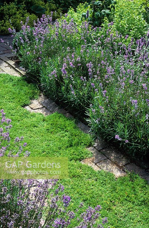 Un chemin de camomille parfumé Chamaemelum nobile 'Treneague' bordé de Lavandula angustifolia 'Hidcote' à Clinton Lodge