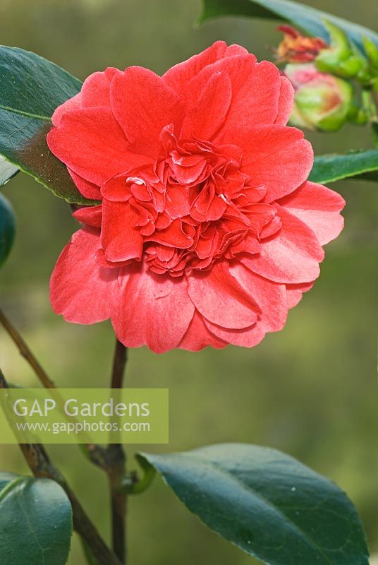 Camellia japonica 'Takanini' - Forme d'anémone moyenne de fleur rouge foncé à la pépinière de Trehanes, Dorset