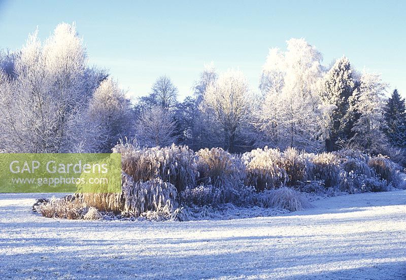Scène enneigée d'arbres et d'arbustes recouverts de neige - Foggy Bottom Garden, Bressingham Gardens