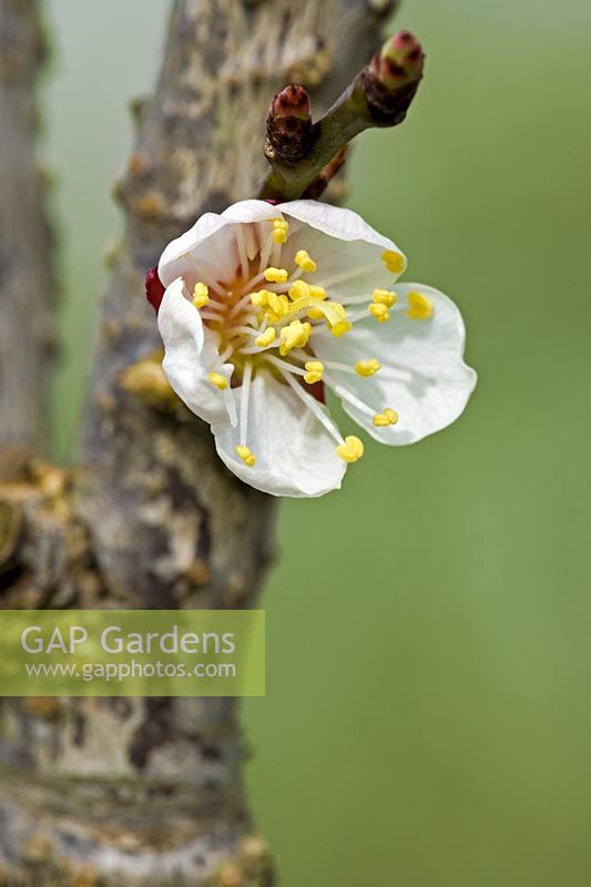 Prunus 'Early Moorpark' - Fleur d'abricot
