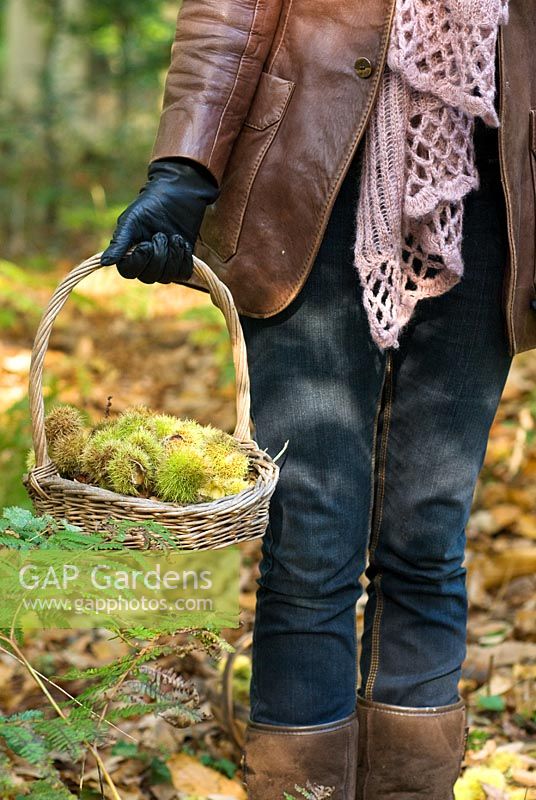 Femme portant un panier de Castanea sativa - Châtaignes en automne