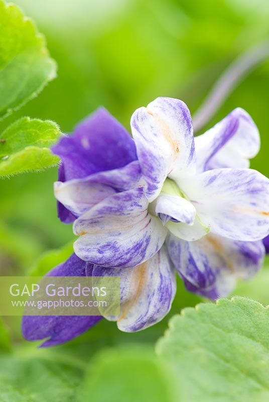 Viola odorata 'Mme David Lloyd George' - Pépinière Groves, Bridport, Dorset