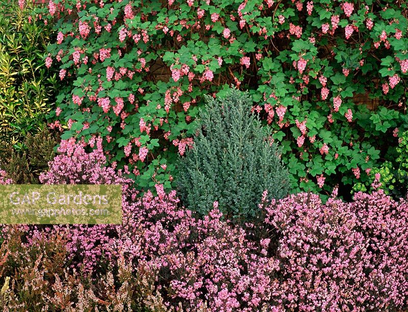 Parterre de printemps avec Ribes sanguineum, Erica erigena 'Irish Dusk' et Juniperus communis
