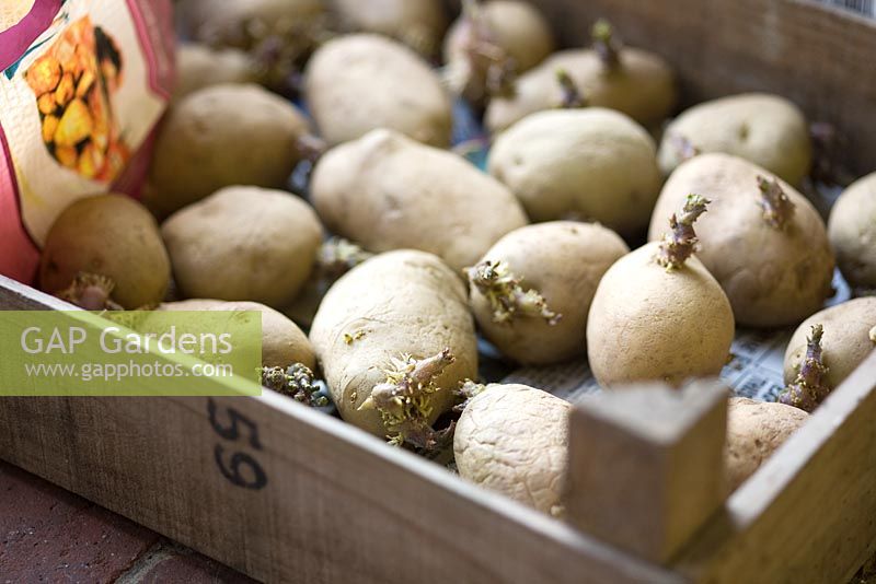 Pommes de terre de semence 'Maris Piper', deuxième variété précoce présentée dans un plateau en bois